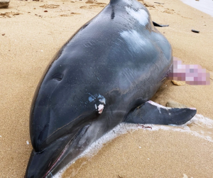В Крыму выбросились на берег 17 дельфинов