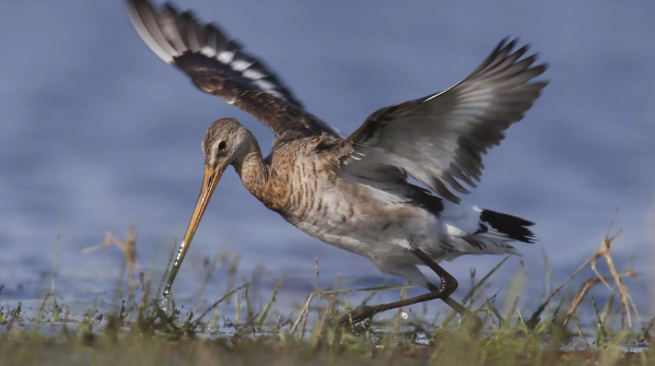 «Куликовая зима»: в Крым прилетели новые дикие птицы