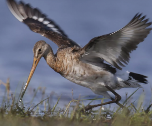 «Куликовая зима»: в Крым прилетели новые дикие птицы