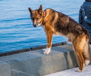 Ялтинский пёс Мухтар посмертно номинирован на премию конкурса «Мой ласковый и нужный зверь»