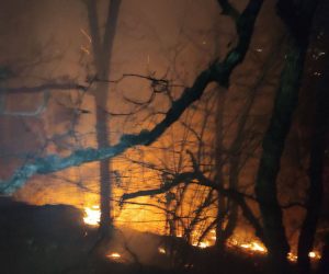 Из-за неосторожных туристов в Ялтинском заповеднике до утра тушили лесной пожар